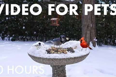 Blue Jays, Cardinals and Backyard Birds in the Snow - 10 Hour Cat TV for Pets 🐱 - Jan 17, 2026
