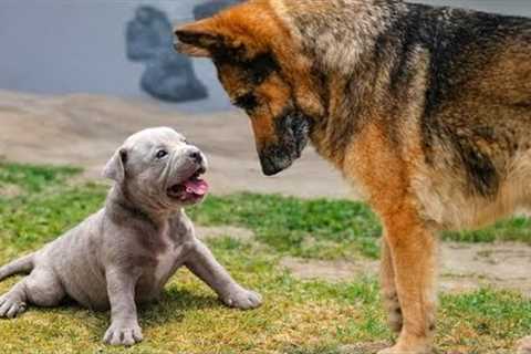 The Funniest Challenge Ever Between Tiny Puppies and a Big Dog! 😂
