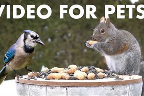 10 Hour Cat TV for Pets to Watch 🐱 - Backyard Birds and Squirrels in the Snow - Jan 18, 2026