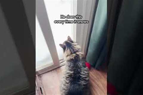 Cat Dashes Into Snowy Trees