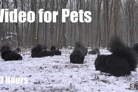 Cat TV for Pets to Watch 🐱 - Birds, Squirrels and Forest Friends in a Snow Storm - Jan 19, 2026