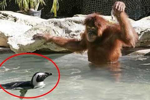 Animals Deserve an Oscar for Best Comedian 😂 Funniest ANIMAL Videos