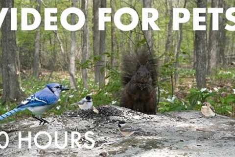 Cat TV for Pets to Watch 🐱 - 10 Hours of Summer Clips to Cure Winter Blues - Jan 20, 2026