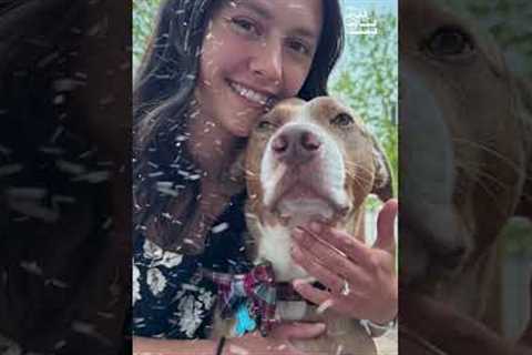 Meet Team USA’s Korey Dropkin and the Pets Behind His Olympic Journey