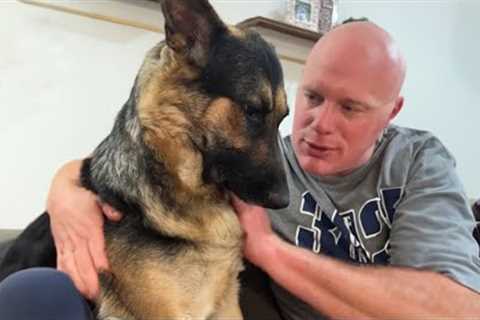 When Your German Shepherd Dog Acts Like You Ruined the Relationship! 😂
