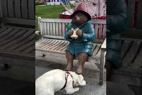Cute Dog Wants To Eat Paddington's Sandwich 🥹🥪 #Dogs #Paddington #London