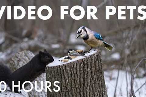 Black Squirrels, Birds and Forest Friends in Falling Snow - 10 Hour Cat TV for Pets - Jan 23, 2026