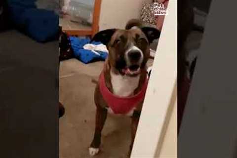 Animals Not Letting Their Human's Leave The House!