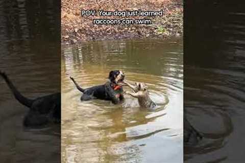 Dog Has Hilarious Encounter With Raccoon