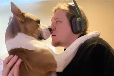 When Your Dogs Catch Owner by Surprise in the Funniest Ways 🤪 Funny Animal Videos 2026