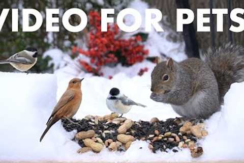 Cat TV for Pets to Watch 🐱 - 10 Hours of Backyard Birds and Squirrels in the Snow - Jan 25, 2026