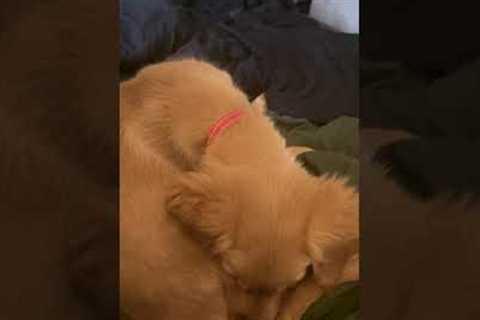 Adorable Puppy Is Shocked By His Own Farts!