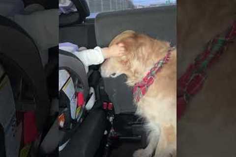 Caught My Child Saying I Love You to Our Golden Retriever in the Car 🥹❤️