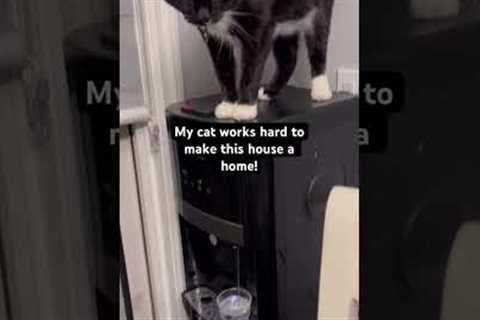Talented Cat Pours Water For People When Asked