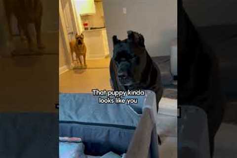 Cane Corso's Have ADORABLE Reaction To New Niece!