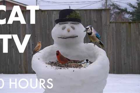 Cat TV for Pets to Watch - 10 Hours of Backyard Birds, Squirrels and Snowmen - Jan 27, 2026