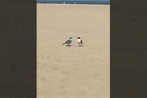 Two Seagulls Hilariously Talk On Beach!