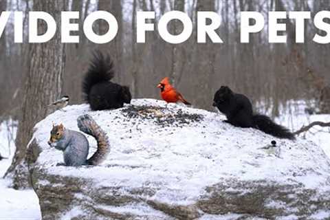 Cat TV for Pets to Watch 🐱 - 10 Hours of Forest Animals in Falling Snow  - Jan 28, 2026