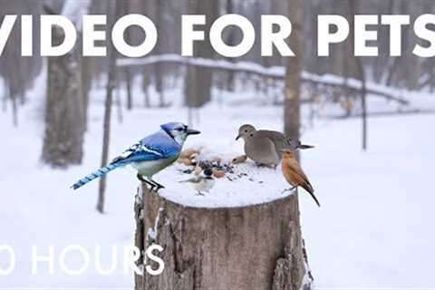 Cat TV for Pets to Watch 🐱 - Doves, Jays, Cardinals and Birds in a Snowy Forest - Jan 29, 2026