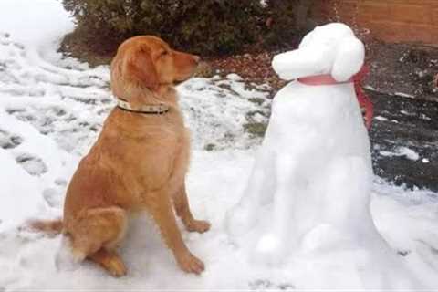 Funny Dogs Facing Their First Winter 🤣 The Funniest Animals Video 2026