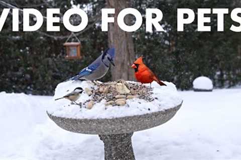 Cat TV for Pets to Watch 🐱 - Jays, Cardinals, Juncos and Animals in the Snow - Jan 30, 2026