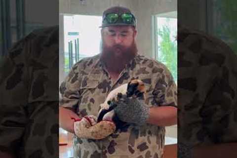 Cats are agents of chaos!! (And we wouldn't have them any other way!) 😹💥 #Cats #CatVideos #Funny