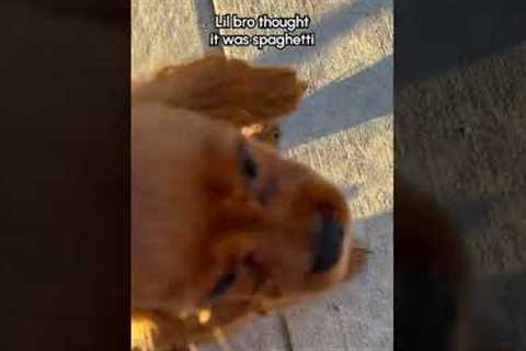 Caught My Puppy Carrying A SNAKE Around!