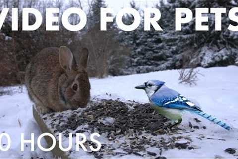 Saturday Morning Cartoons for Pets 🐱 - Cat TV with Rabbits, Birds and Squirrels - Jan 31, 2026