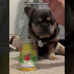Adorable Frenchie Wanted To Join Parent's Game So Bad!