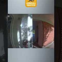 Wild animals just want to be your neighbor 🎶 🫎🤪 #WildAnimals #CCTV #Funny