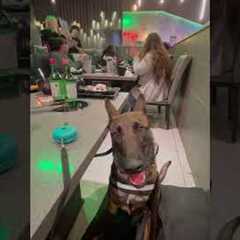 Service Dog In Training Has Adorable Reaction To Birthday Party