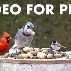 Cat TV for Pets to Watch 🐱 - 10 Hours of Birds, Squirrels and Backyard Animals - Feb 01, 2026