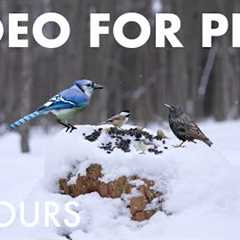 Cat TV for Pets to Watch 🐱 - 10 Hours of Birds, Squirrels and Forest Friends - Feb 03, 2026