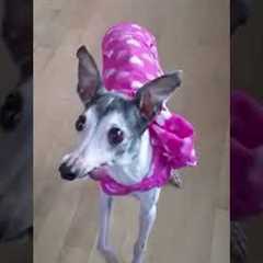 Our Olympic Hearts Burn For ITALIAN Greyhounds! 🇮🇹🐾