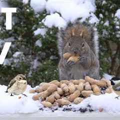 Saturday Morning Cartoons for Pets 🐱 - Backyard Birds and Squirrels in the Snow - Feb 07, 2026