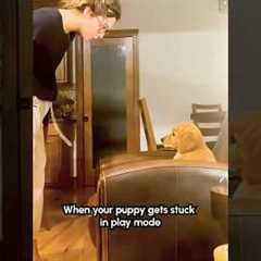 Golden Retriever Puppy REFUSES To Stop Playing!