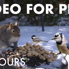 Cat TV for Pets to Watch 🐱 - 10 Hours of Hungry Backyard Squirrels in the Snow - Feb 08, 2026