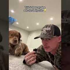 Dog Has The Cutest Way Of Asking For Belly Rubs! 🤣💕