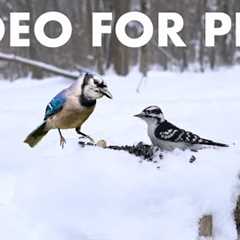 Cat TV for Pets to Watch 🐱 - 10 Hours of Birds and Squirrels in a Snowy Forest - Feb 09, 2026