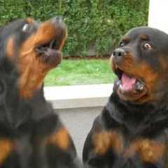 Try Not To Laugh 😂 Funniest Rottweiler Dogs | Funny Animals Video 2026