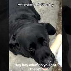 Labradors Greet Dad With ADORABLE Wiggles! 🥰