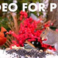 Saturday Morning Cartoons for Pets 🐱 - 10 Hours of Backyard Birds and Squirrels - Feb 14, 2026