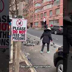This sign can't stop me!!! 🐦🙅‍♀️ #Pigeons #Funny #Birds #CityBirds