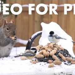 Cat TV for Pets to Watch 🐱 - 10 Hours of Backyard Birds and Squirrels in the Snow - Feb 15, 2026