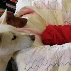When Your Dog Meets a Baby… You Won’t Believe What Happen!