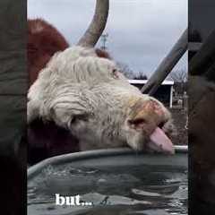 Mini Hereford Cow Has Strange Way Of Drinking Water
