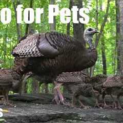 Summer Clips to Cure Winter Blues - 10 Hour Cat TV - Turkeys, Rabbits and More! - Feb 18, 2026