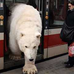Funny Bears Caught Being Absolutely RIDICULOUS!