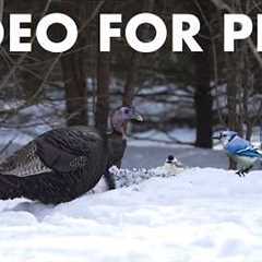 Wild Turkeys, Deer, Birds and Squirrels in the Forest - 10 hour Cat TV for Pets 🐱 - Feb 19, 2026