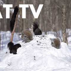 A Scurry of Squirrels and Forest Friends in the Snow - 10 Hour Cat TV for Pets 🐱 - Feb 20, 2026